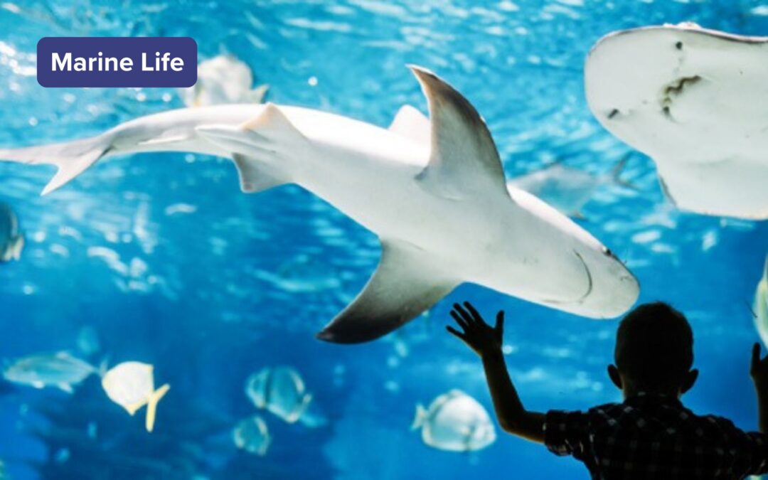 Basic aquarium setup and common pitfalls