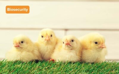 Part 1: Discussing Biosecurity in Poultry
