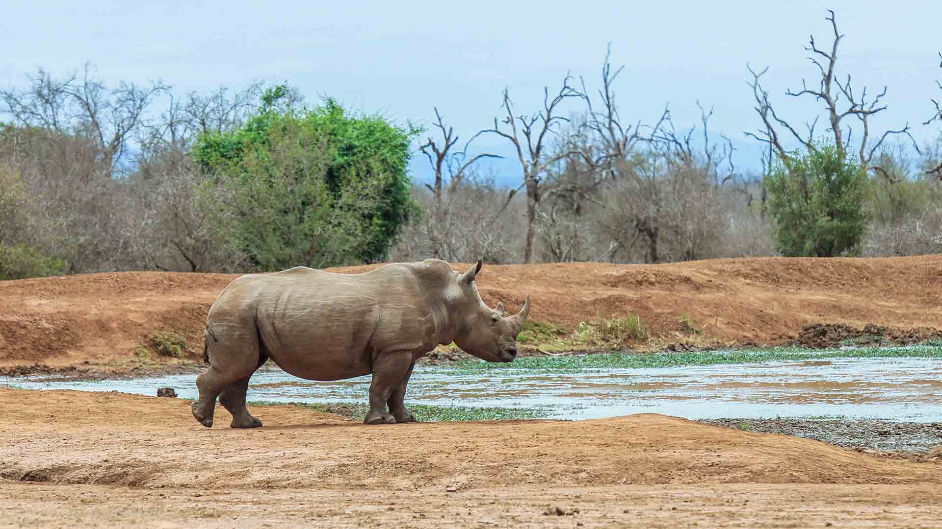Rhino