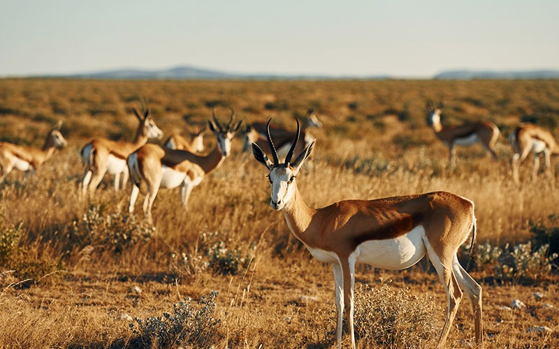Springbok