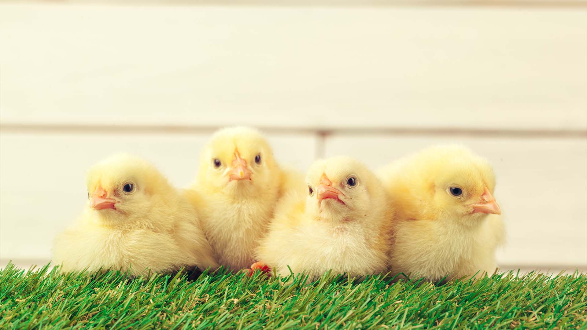 baby chicks