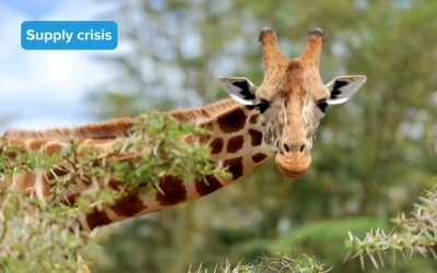 Medicine Supply Crisis For Large Animal Practices