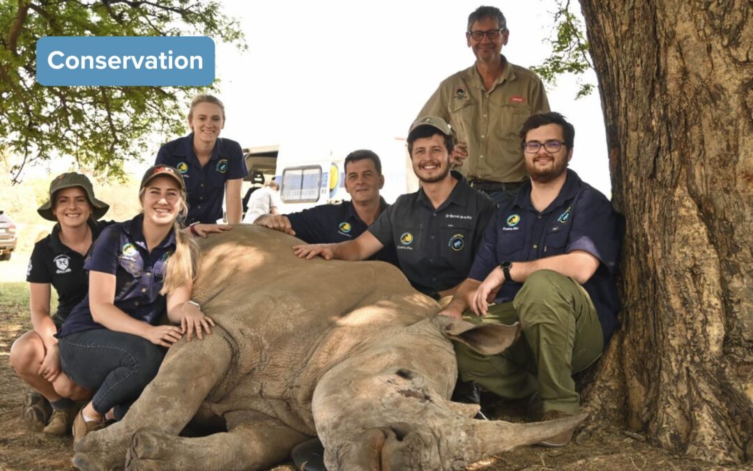 The Contribution of Veterinary Science in Rhino Conservation