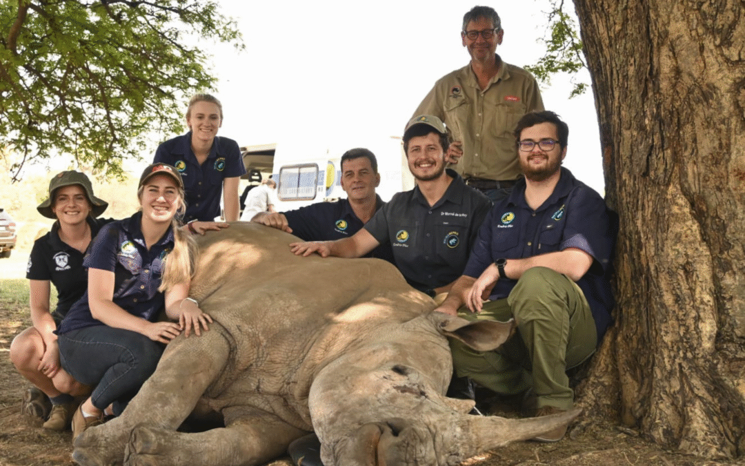 The Contribution of Veterinary Science in Rhino Conservation