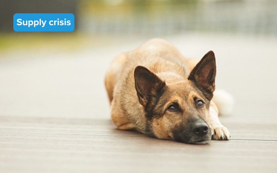 Catastrophic Shortage of Life-Saving Trilostane Threatens Pets