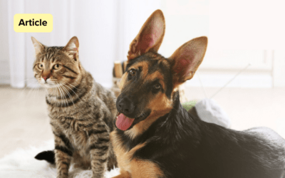 The Pharmacy Behind Your Vet &ndash; Sentience Article