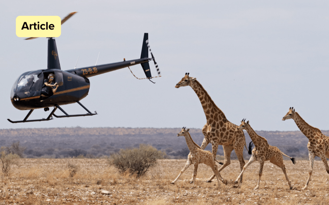 Silent Poison: What Giraffe research is teaching us about hidden threats in wildlife health